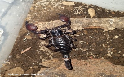 EMPEROR SCORPION/ KALAJENGKING EMPEROR 11-12 CM